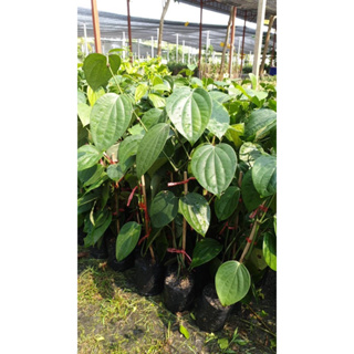 พริกไทย จางซีลอน Ceylon Pepper plant เมล็ดใหญ่ สูง H 60-70 cm