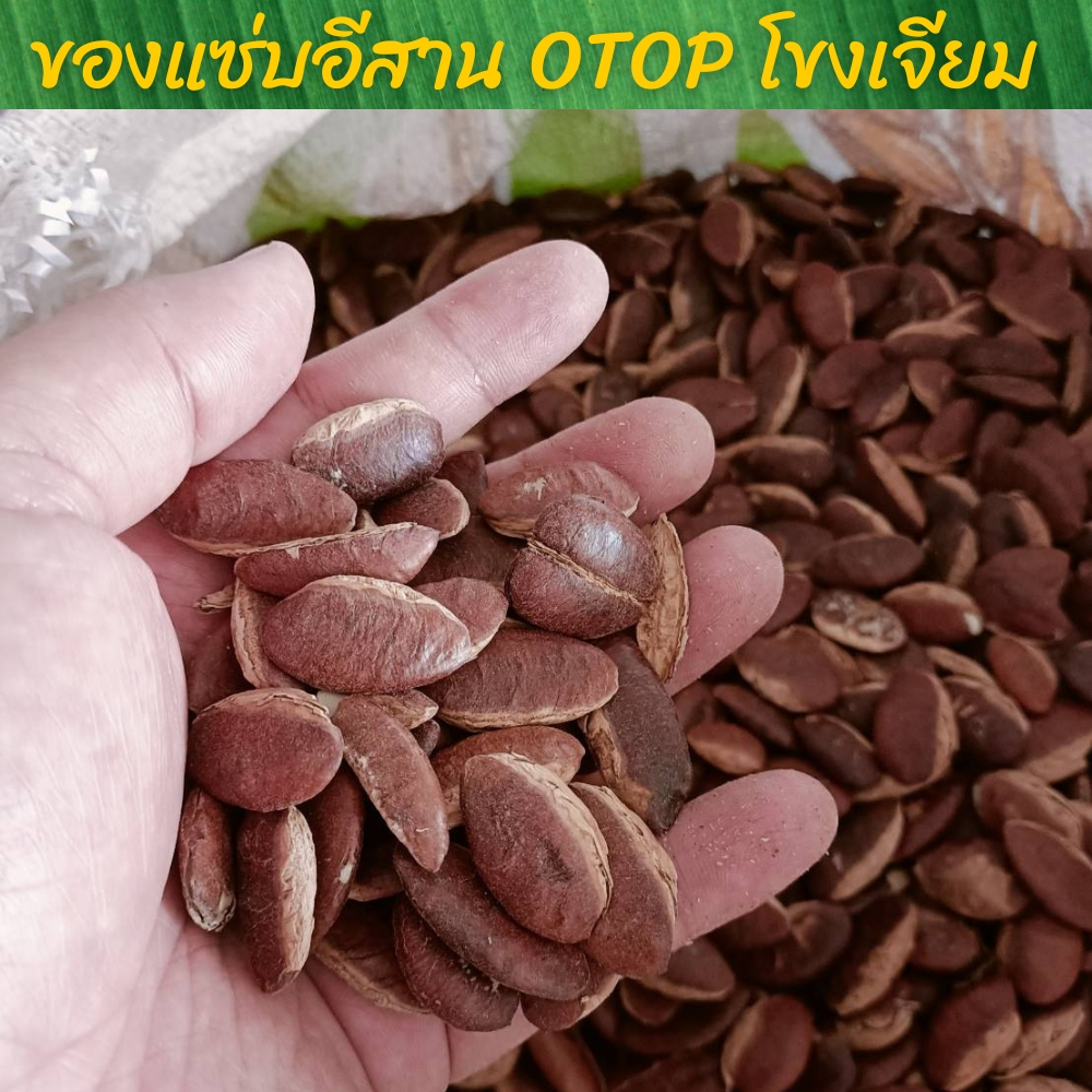 ถูกที่สุด-โลละ140-กระบกเม็ดสดตากแห้ง-เกรดพรีเมียม-otop-โขงเจียม-อุบลราชธานี