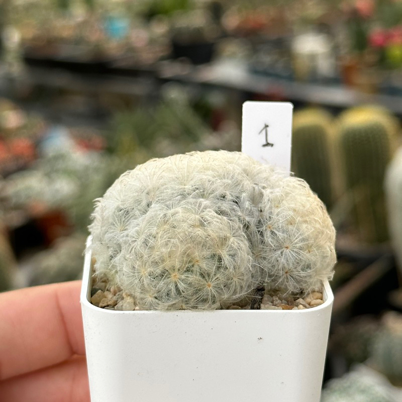 แมมมิลลาเรียขนนกขาว-มีชื่อทางวิทยาศาสตร์-mammillaria-plumosa-หรือ-feather-cactus