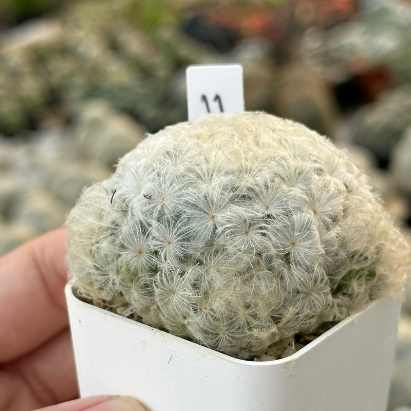 แมมมิลลาเรียขนนกขาว-มีชื่อทางวิทยาศาสตร์-mammillaria-plumosa-หรือ-feather-cactus