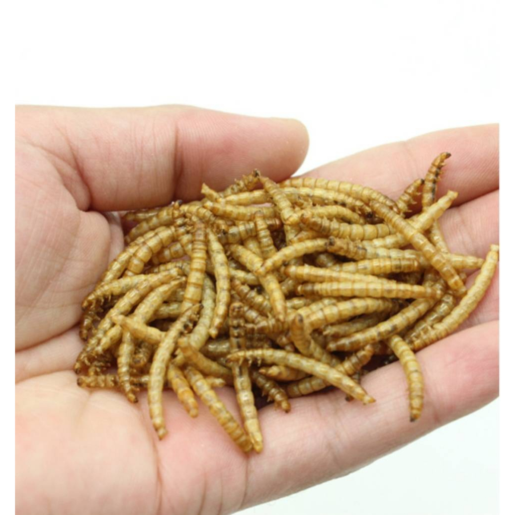 dried-mealworms-500g-หนอนนก-หนอนอบแห้ง-500กรัม