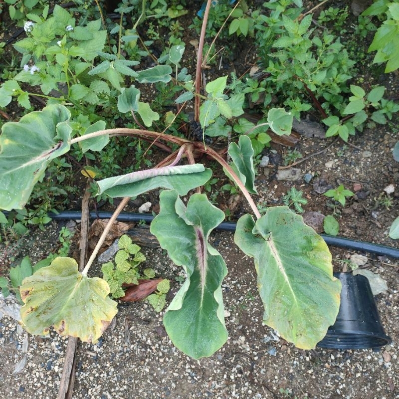 colocasia-papua-manise-ตัดสดไม่ตัดใบ-โคโลคาเซีย-ปาปัว-เเมนิส