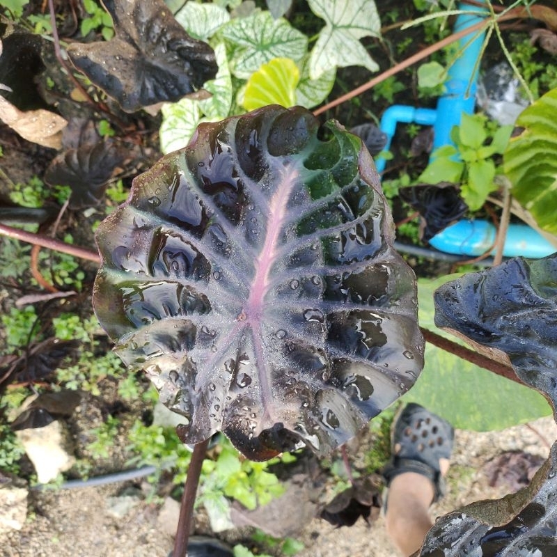 colocasia-red-comet-ตัดสดไม่ตัดใบ-โคโลคาเซีย-เรด-โคมีท