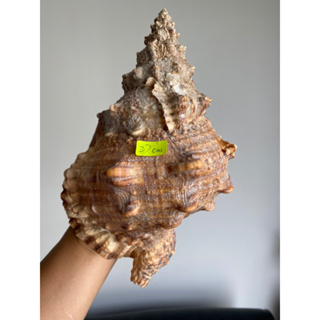 Big Conch Shellหอยสังข์ใหญ่ ตกแต่งทะเล ตกแต่งทะเล หอยสังข์ธรรมชาติ หอยทากทะเล