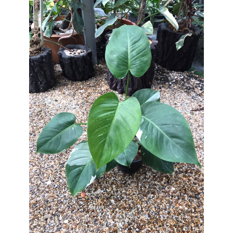 philodendron-white-princess-ฟิโลเดนดรอน-ไวท์-พรินเซส