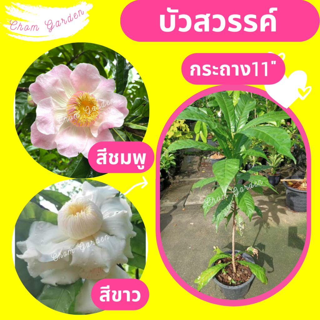 ต้นบัวสวรรค์-บัวสวรรค์-ดอกบัวสวรรค์-สีชมพู-สีขาว