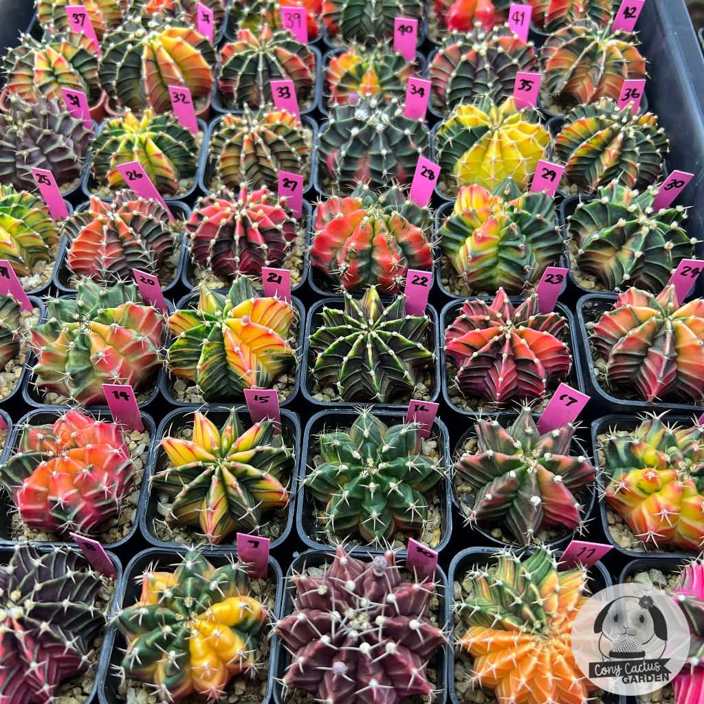 ต้นยิมโนด่าง-เลือกต้นได้-lbhbด่าง-set-pink-gymnocalycium-กระบองเพชร-ราคาถูก-แคคตัส