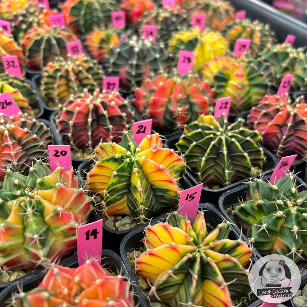 ต้นยิมโนด่าง-เลือกต้นได้-lbhbด่าง-set-pink-gymnocalycium-กระบองเพชร-ราคาถูก-แคคตัส