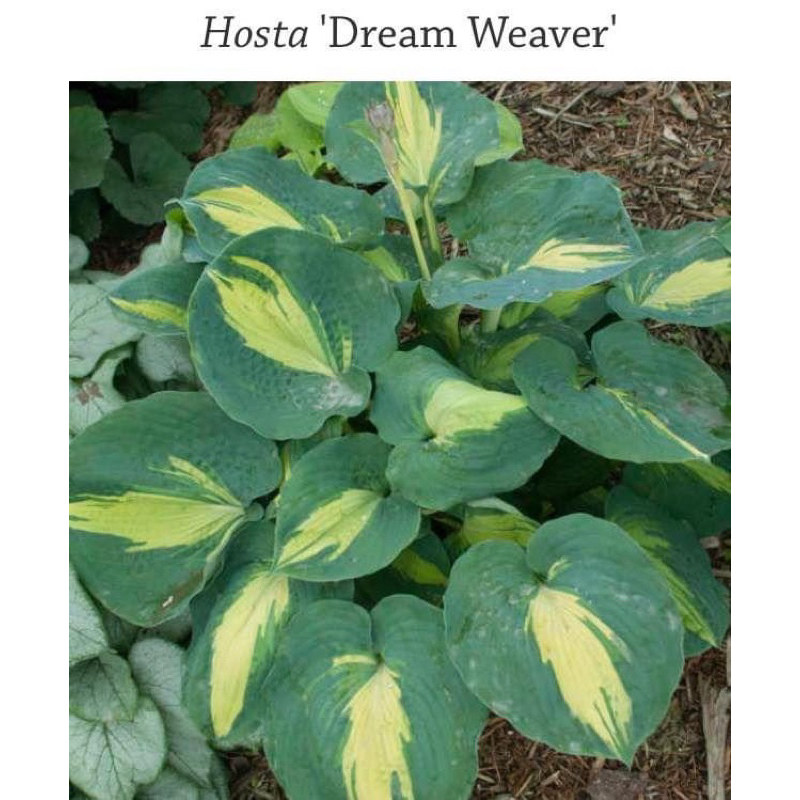 ฮอสต้า Hosta เป็นพืชประดับสวยงาม และกินหน่ออ่อนได้ | Shopee Thailand