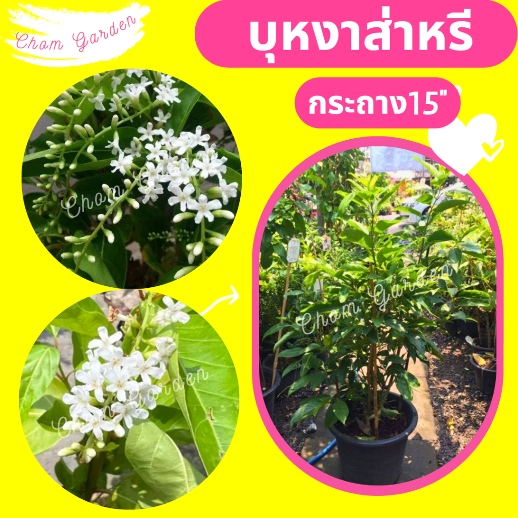 ต้นบุหงาส่าหรี-ดอกบุหงาสาหลี-บุหงาส่าหลี-กระถาง15