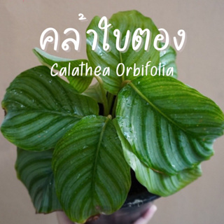 คล้าใบตอง calathea กระถาง7”  ลายสวยต้นแข็งแรง