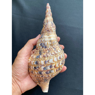 trumpet triton rare sea conch shell Famus seashells feng tail conch shell