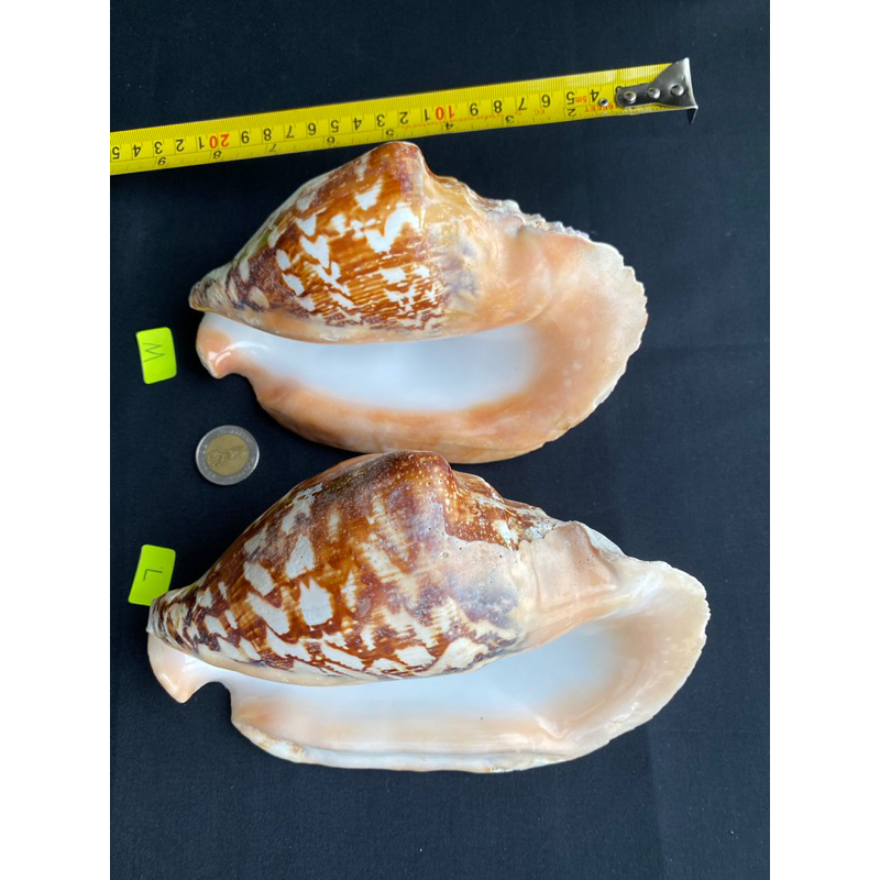 rare-sea-snail-shell-buddha-ear-snail-shell-yellow-big-conch-shell