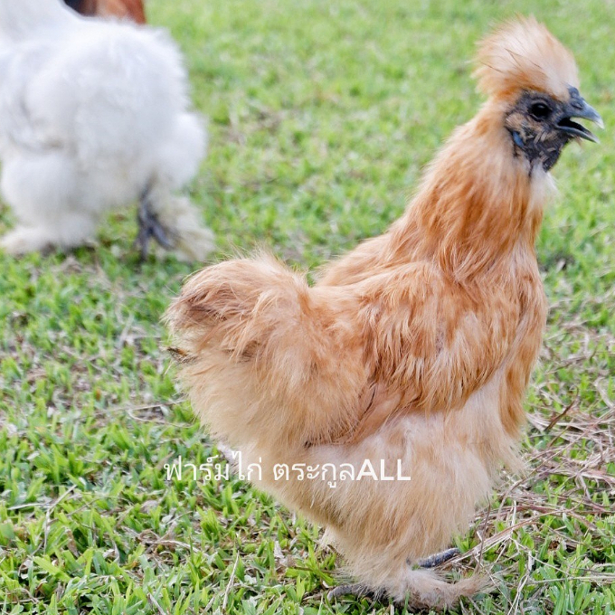 ไข่ไก่ชุด-1-ฟอง-ไข่ไก่ชิลกี้-พ่อพันธุ์-แม่พันธุ์-สีตามรูปที่ลง-อเมริกาเเท้-รับประกันไข่เชื้อแตกระหว่างขนส่ง