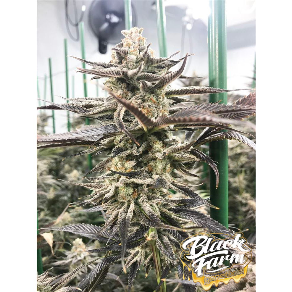 ใหม่!! Black Farm ALL Strains For 2023 Shopee Thailand