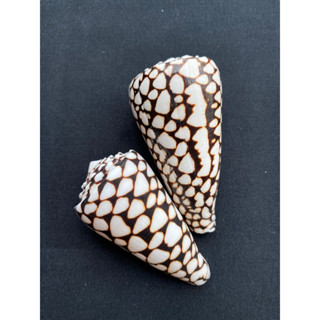 Snakeskin Conch shell black and white pattern