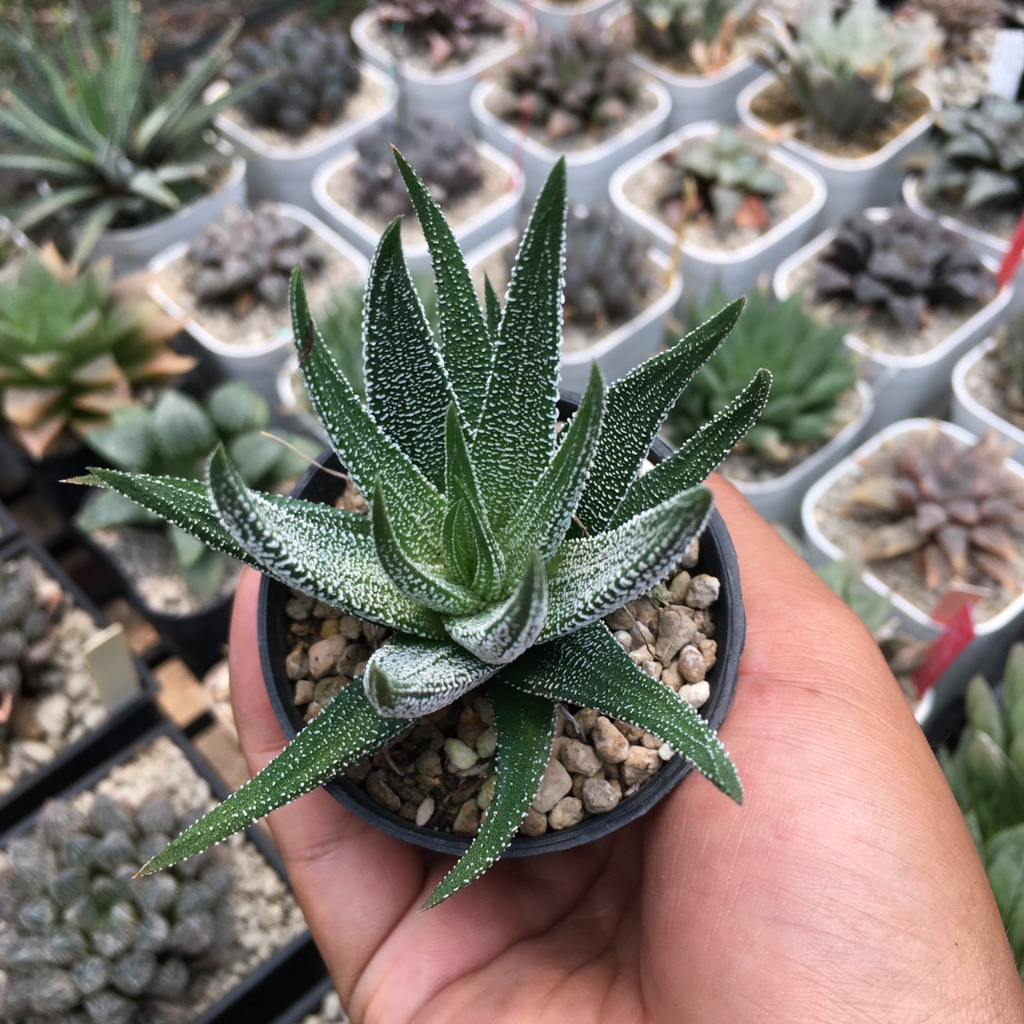 ฮาโวเทีย-haworthia-ม้าทราย-ไม้ในกระถาง2-ส่งแบบล้างราก