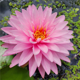 บัวรตี บัวฝรั่ง สีชมพู กลีบดอกซ้อนฟูหลายชั้น ติดดอกเป็นประจำ