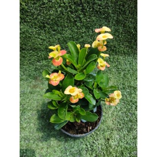 ต้นโป้ยเซียนแคระดอกเหลืองอมชมพู [ Euphorbia milli ] ในกระถาง3"