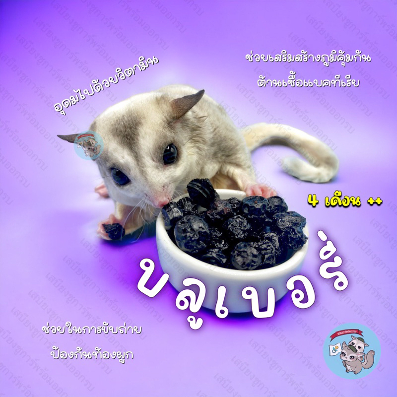 ภาพหน้าปกสินค้า( BLUEBERRY อบแห้ง ) บลูเบอรี่อบแห้ง บลูเบอรี่ ผลไม้ อาหาร ขนม ชูการ์ กระรอก แฮมสเตอร์ ดอร์เมาส์ สัตว์เล็ก สัตว์เลี้ยง