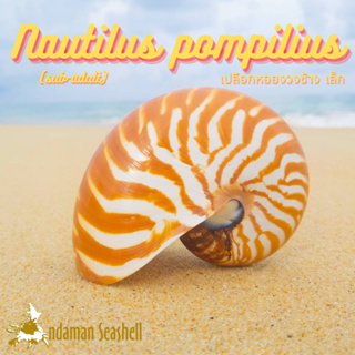 Andaman seashell เปลือกหอย หอยงวงช้าง ตัวเล็ก (Nautilus pompilius)