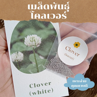 เมล็ดพันธุ์พืชดอกไม้ โคลเวอร์ 500 เมล็ดWhite dutch clover seed เมล็ดพันธุ์แท้ ราคาถูก คุณภาพดี ปลูกง่าย