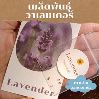 เมล็ดพันธุ์พืชดอกไม้ เมล็ดพันธุ์ ลาเวนเดอร์ 25  เมล็ด  English Lavender seed เมล็ดพันธุ์แท้ ราคาถูก คุณภาพดี ปลูกง่าย