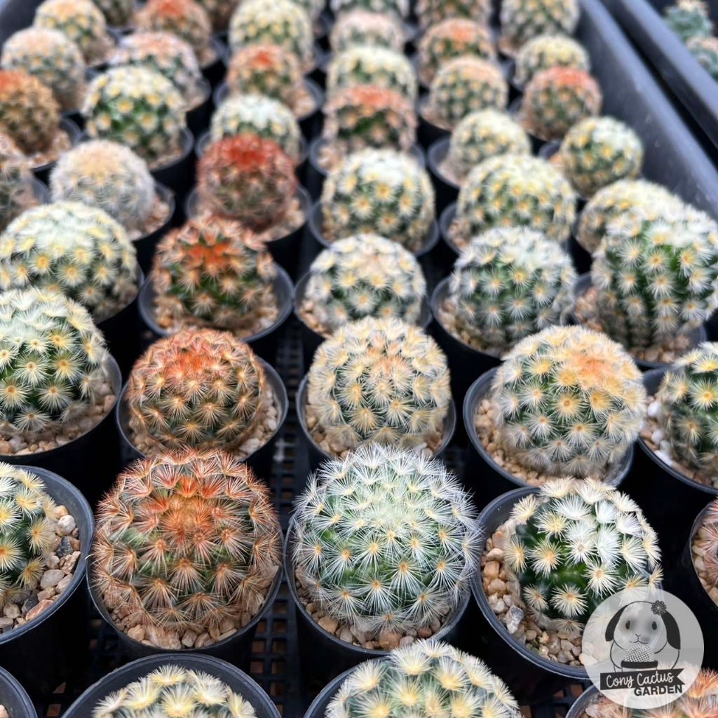 ต้นแมมคามิเน่-mammillaria-carmenae-ไม้เพาะเมล็ด-ต้นกระบองเพชร-ราคาถูก-ต้นแคคตัส