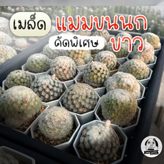 เมล็ดแมมขนนกขาว ดัดขน คัดสีดอก  Mammillaria Plumosa 100 เมล็ด🌵เมล็ดแคคตัส❤️-กระบองเพชร