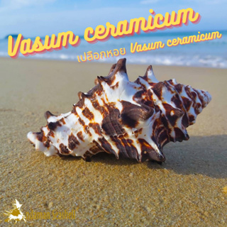 Andaman seashell เปลือกหอย Vasum ceramicum