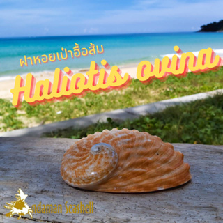 Andaman seashell เปลือกหอย ฝาหอยเป๋าฮื้อส้ม (Haliotis ovina)