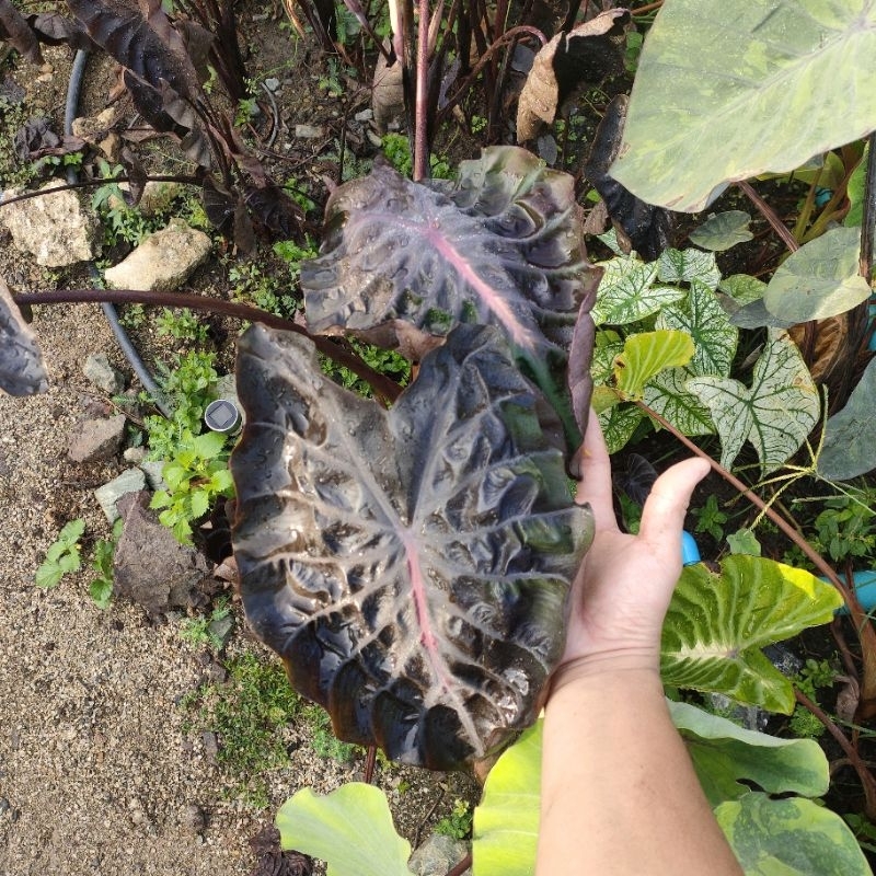 colocasia-red-comet-ตัดสดไม่ตัดใบ-โคโลคาเซีย-เรด-โคมีท