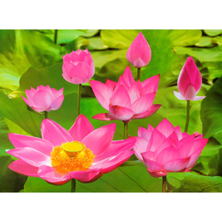 โปสเตอร์ อาบมัน รูปถ่าย ดอกบัว ชมพู Lotus Water Lily Leinwandbild Pink POSTER 15"x20" นิ้ว Painting Thai Drawings V2