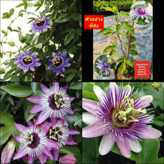 (2ต้น) ต้นสร้อยฟ้า สร้อยฟ้า ฮาวาย Passion Flower Blue Passion Flower / happy