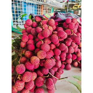 ลิ้นจี่อัมพวาพันธุ์ค่อมลำเจียก(Lychee) 1กิโลกรัม(เทศกาลลิ้นจี่แม่กลอง)