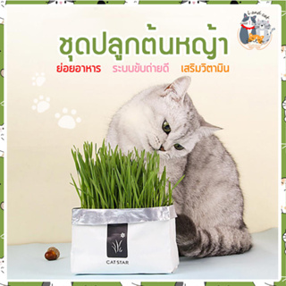 I&CAT ชุดปลุกหญ้าสำหรับน้องแมว ปลูกหญ้าในถุง ปลุกง่าย ขึ้นไว หญ้าน้องแมว เพิ่มวิตามินที่ดีแก่น้องแมว