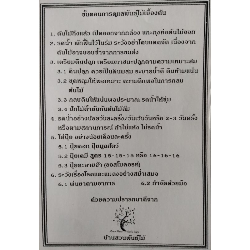 ต้นมะม่วง-พันธุ์สามฤดู