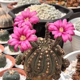 ยิมโน จานบิน ดอกสีชมพู Gymnocalycium Ragonesei แคคตัส กระบองเพชร ไม้กร๊าฟ