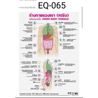 ร่างกายของเราหญิง EQ 065 โปสเตอร์สื่อการสอน หุ้มพลาสติก