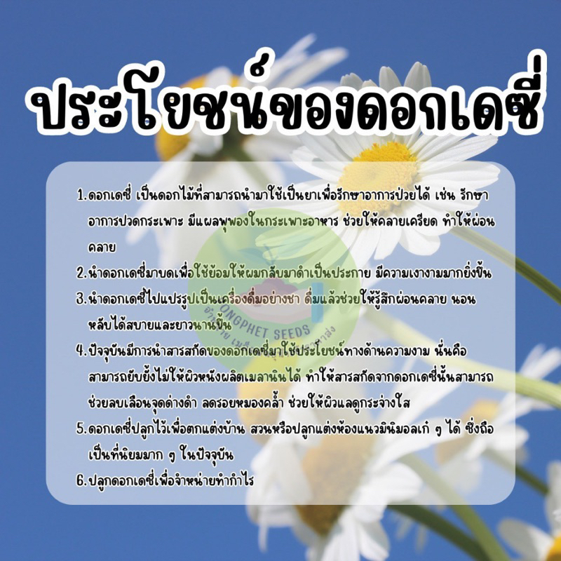 เมล็ดพันธุ์ดอกเดซี่-300-เมล็ด-มีแถม-ราคาส่งเรทถูก-ถูกที่สุด