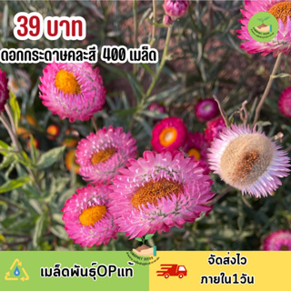 เมล็ดพันธุ์ดอกกระดาษ400เมล็ด🌸 (รวมแถม)