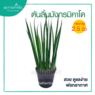 ต้นลิ้นมังกรมิคาโด กระถาง 2.5 นิ้ว Sansevieria Mikado ไม้ฟอกอากาศ ต้นไม้