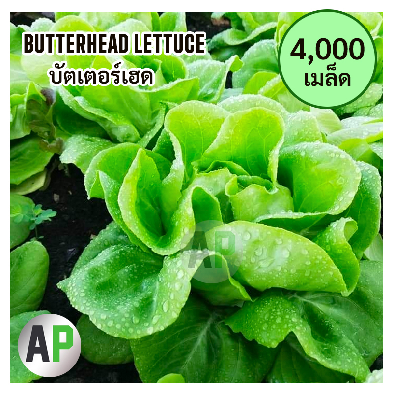 4000-เมล็ด-เมล็ดผักสลัด-บัตเตอร์เฮด-butterhead-ทนร้อน-ปลูกง่าย-ขายดี