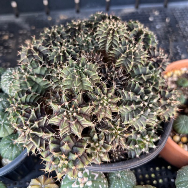 cactus-pot-ยิมโนเขียว-เชื้อด่างจากโคลนมีชื่อ