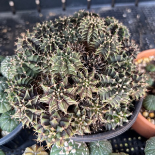 cactus pot ยิมโนเขียว เชื้อด่างจากโคลนมีชื่อ
