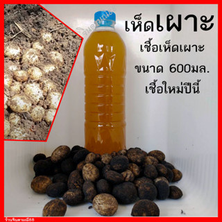 เชื้อเห็ดเผาะ น้ำสปอร์และเส้นใยเห็ดเผาะ เกิด100% ขวด600ml.พร้อมวิธีปลูก เชื้อเห็ด