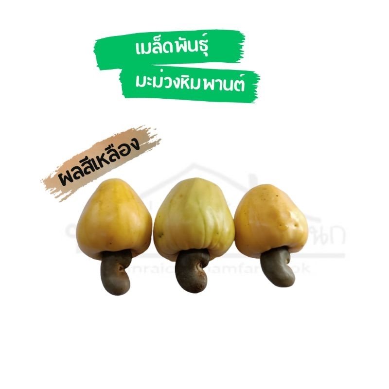 เมล็ดมะม่วงหิมพานต์-ผลสีเหลือง-ชุด20-เมล็ด