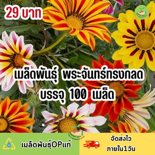 ถูกสุดคุ้ม เม็ดพันธุ์ ดอกพระจันทร์ทรงกลด บรรจุ 100 เมล็ด