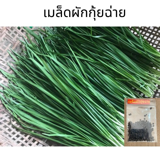 เมล็ดผักกุ้ยฉ่าย-แบ่งขาย-ประมาณ-280-เมล็ด-10-แถม-1-ผักกุ้ยฉ่าย-พันธุ์-เเต้จิ๋ว-กุ้ยฉ่าย-chinese-chives-เมล็ดพันธุ์ผัก