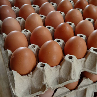 ภาพหน้าปกสินค้าไข่ไก่สดๆ ออร์แกนิก เลี้ยงเอง คละเบอร์ 3-4 ห่อกันกระแทกอย่างดี ที่เกี่ยวข้อง